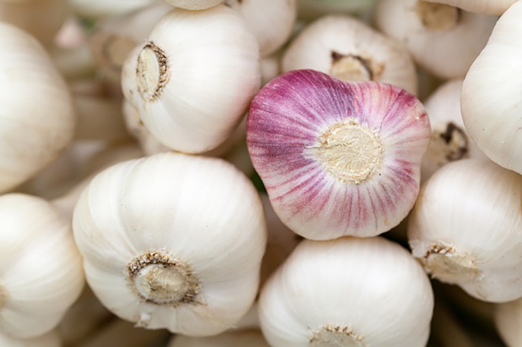 Garlic Reaction in Lupus